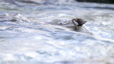 A dipper (Cinclus cinclus) stands in flowing water above its beak splashing water surrounded by