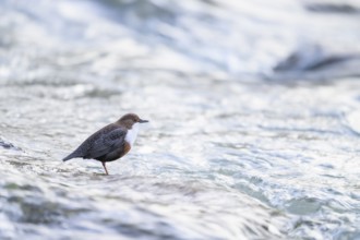 A dipper (Cinclus cinclus) sitting in the flowing water of a river, East Westphalia, North