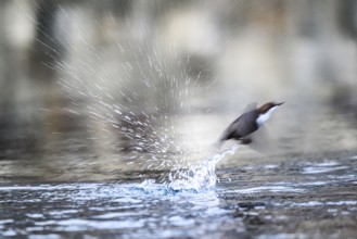 A dipper (Cinclus cinclus) flies up from the water of a stream, splashing a lot of water upwards