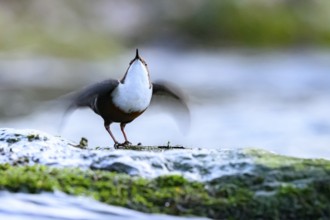 A dipper (Cinclus cinclus) courts with outstretched wings on a stone in the water, East Westphalia,