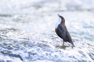 A dipper (Cinclus cinclus) stands singing in the flowing water and looks upwards, surrounded by