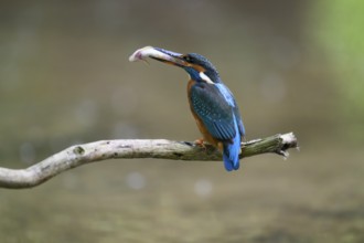 A kingfisher (Alcedo atthis) sitting on a branch above the water with a caught fish in its beak,