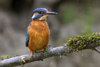 A female kingfisher (Alcedo atthis) sitting on a mossy branch, Langenberg, North Rhine-Westphalia,