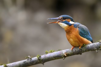 A kingfisher (Alcedo atthis) on a branch above a river in daylight gobbling down a fish on a branch
