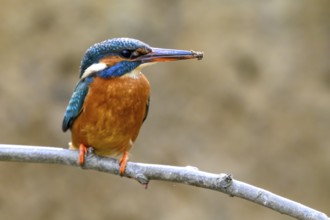 A female kingfisher (Alcedo atthis) sitting on a branch with soil on its beak Langenberg, North