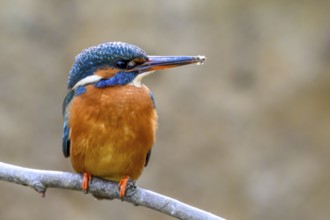 A kingfisher (Alcedo atthis) on a branch above a river in daylight its magnificent plumage stands