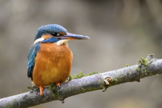A kingfisher (Alcedo atthis) sitting on a moss-covered branch, with blue-orange feathers and a