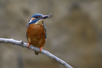 A male kingfisher (Alcedo atthis) sitting on a branch with soil on its beak Langenberg, North
