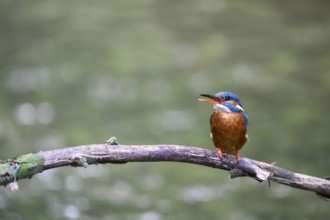 A singing kingfisher (Alcedo atthis) sits attentively on a branch with a greenish background,
