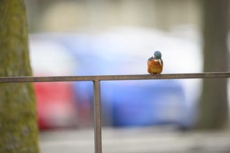 A kingfisher (Alcedo atthis) sits on a railing in front of a blurred, colourful background,