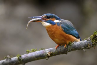 A kingfisher (Alcedo atthis) on a branch above a river in daylight with prey in its beak sitting
