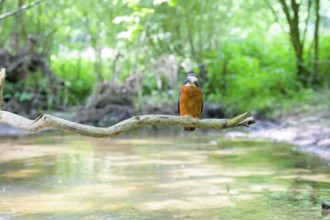 A kingfisher (Alcedo atthis) sits on a branch above a river in a green wooded area in daylight,