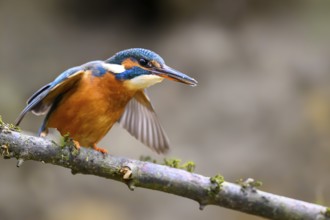 A kingfisher (Alcedo atthis) on a branch above a river in daylight spreads its wings on a branch,