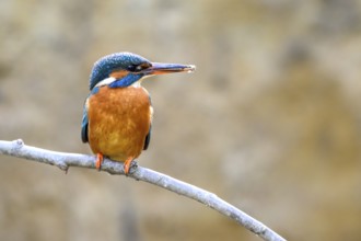A kingfisher (Alcedo atthis) on a branch above a river in daylight its magnificent plumage stands