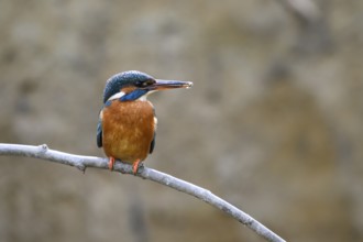 A kingfisher (Alcedo atthis) with a fish in its beak sits on a branch above a river in daylight its