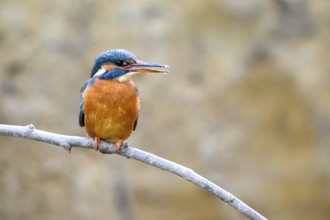 A female kingfisher (Alcedo atthis) sitting on a branch, Langenberg, North Rhine-Westphalia,