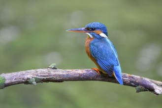 A kingfisher (Alcedo atthis) sits attentively on a branch with a greenish background, Melle, Lower