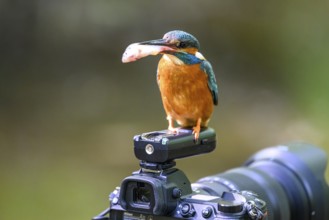 A kingfisher (Alcedo atthis) with a fish in its beak sitting on an outdoor camera, Langenberg,