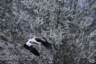 A white stork (Ciconia ciconia) flies in front of a background of flowering white shrubs, Dümmer