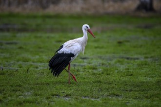 A white stork (Ciconia ciconia) hangs its wings on a green meadow against a green-brown background,