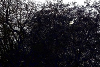 A Great Egret (Egretta alba) sits majestically in a dark tree with branched branches, Dümmer nature