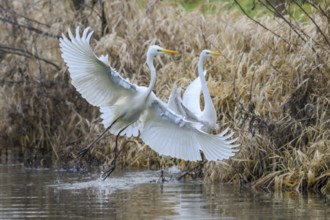 Two white egrets (Egretta alba) flying elegantly over a pond surrounded by reeds, Dümmer nature