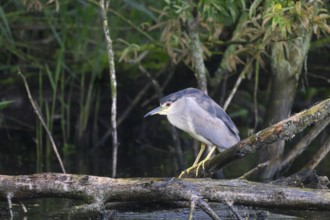 A night heron (Nycticorax nycticorax) sits on the shore of a quiet pond, surrounded by green