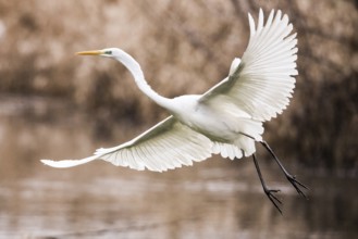 A white egret (Egretta alba) flies elegantly over the water in a natural environment surrounded by