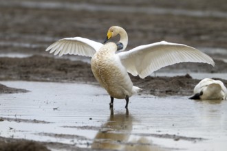 A whooper swan (Cygnus cygnus) marked with a neck ring stretches its wings in a natural environment