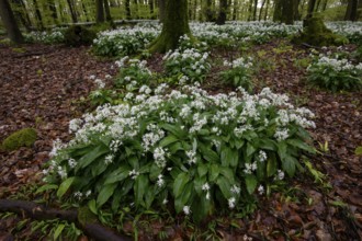 Wild garlic blossom (Allium ursinum) on the forest floor in a beech forest (Fagus sylvatica) in the