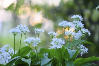 Wild garlic blossom (Allium ursinum) on the forest floor in a beech forest (Fagus sylvatica) in the