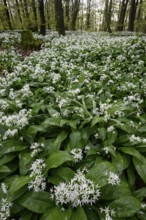 Wild garlic blossom (Allium ursinum) on the forest floor in a beech forest (Fagus sylvatica) in the