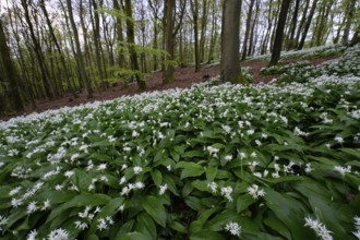 Wild garlic blossom (Allium ursinum) on the forest floor in a beech forest (Fagus sylvatica) in the