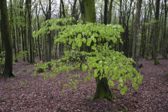 Beech trees with fresh foliage (Fagus sylvatica) in the Teutoburg Forest under soft light,