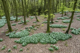 A green beech forest in spring at the time of the wild garlic blossom (Allium ursinum) on the