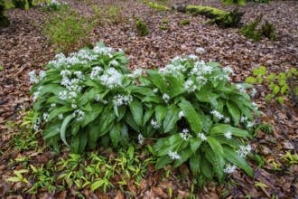 Wild garlic blossom (Allium ursinum) on the forest floor under soft light, Ahornweg, Terra Vita