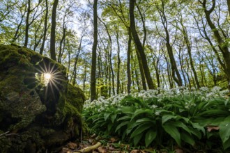Wild garlic blossom (Allium ursinum) on the forest floor in a beech forest (Fagus sylvatica) in the