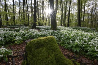 Wild garlic blossom (Allium ursinum) on the forest floor in a beech forest (Fagus sylvatica) in the