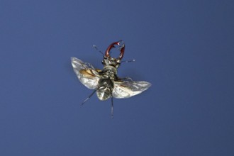 Close-up of a flying stag beetle (Lucanus cervus) with recognisable wings in front of a blue sky,