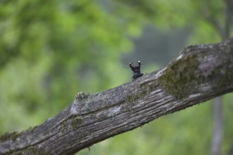 Stag beetle (Lucanus cervus), sitting on a moss-covered branch in green surroundings, Dammer Berge,