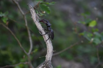 Stag beetle (Lucanus cervus), sitting on a branch in green surroundings, Dammer Berge, Damme, Lower