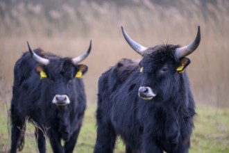 Two stern cattle of rebred aurochs with large horns standing on a pasture, distinctive ear tags,