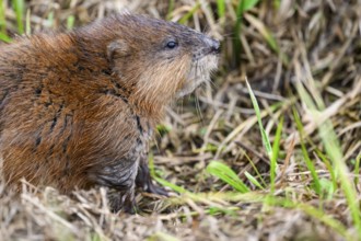 A muskrat (Ondatra zibethicus) in portrait looks attentively at its surroundings, surrounded by