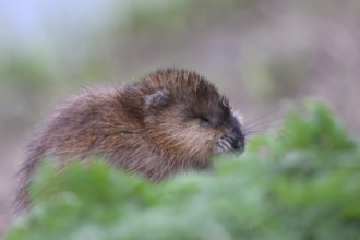 A muskrat (Ondatra zibethicus) with brownish fur behind green foliage, Dümmerniederung nature park