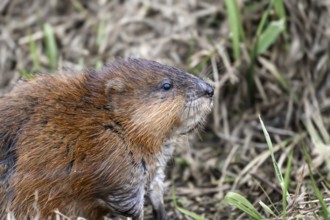 A muskrat (Ondatra zibethicus) with brownish fur, Dümmerniederung nature park Park, Lower Saxony,