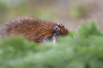 A muskrat (Ondatra zibethicus) with brownish fur hiding behind green foliage, Dümmerniederung