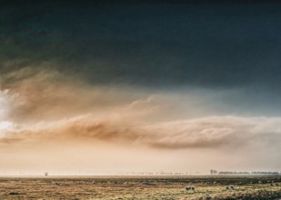 The photo shows a peaceful scene in Ochsenmoor, Germany. A flock of sheep grazes on a grassy