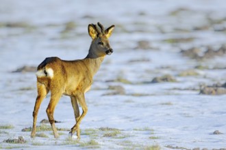 Roebuck deer in bast in snow with frosty background, Hüde, Lower Saxony, Germany