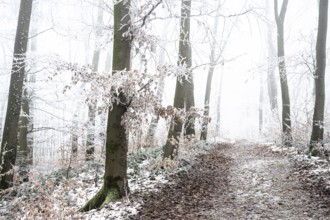Snow-covered beech forest (Fagus sylvatica) on the Hermannsweg, Terra Vita nature park Park, Dissen