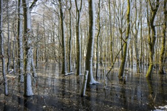 Snow-covered forest alder forest (Alnus glutinosa) with frozen water and trees, sunlight reflected